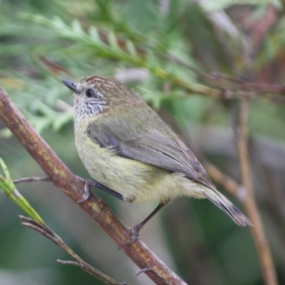 Acanthiza lineata (Striated Thornbill) at Broulee Moruya Nature Observation Area - 6 Oct 2019 by LisaH