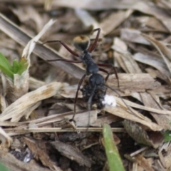 Camponotus suffusus (Golden-tailed sugar ant) at Moruya, NSW - 6 Oct 2019 by LisaH
