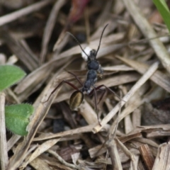 Camponotus suffusus at Moruya, NSW - 6 Oct 2019