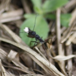 Camponotus suffusus at Moruya, NSW - 6 Oct 2019