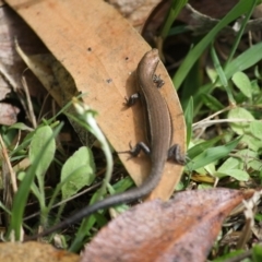 Lampropholis sp. (Grass Skink) at Broulee Moruya Nature Observation Area - 6 Oct 2019 by LisaH