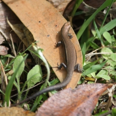 Lampropholis sp. (Grass Skink) at Broulee Moruya Nature Observation Area - 6 Oct 2019 by LisaH