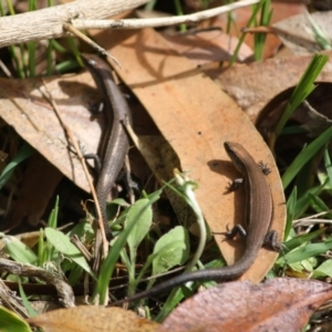 Lampropholis sp. at Moruya, NSW - 6 Oct 2019 12:54 PM