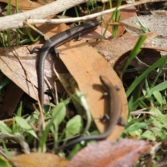 Lampropholis sp. at Moruya, NSW - 6 Oct 2019 12:54 PM