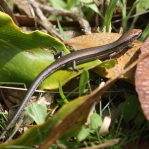 Lampropholis sp. at Moruya, NSW - 6 Oct 2019 12:54 PM