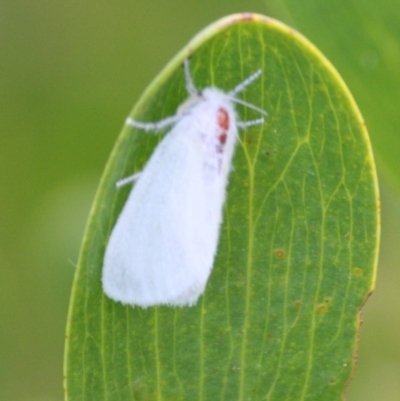 Unverified Other moth at Batemans Marine Park - 5 Oct 2019 by LisaH