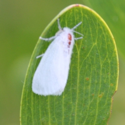 Unidentified Other moth at Batemans Marine Park - 5 Oct 2019 by LisaH