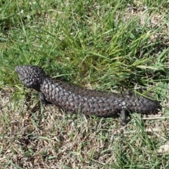 Tiliqua rugosa (Shingleback Lizard) at Cook, ACT - 7 Oct 2019 by CathB