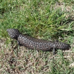 Tiliqua rugosa (Shingleback Lizard) at Cook, ACT - 7 Oct 2019 by CathB