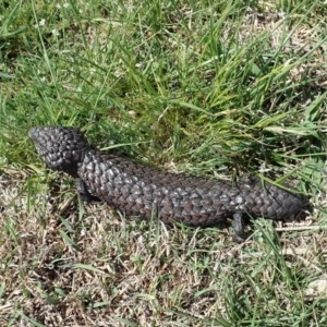 Tiliqua rugosa at Cook, ACT - 7 Oct 2019 01:51 PM