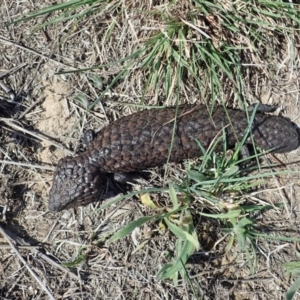 Tiliqua rugosa at Cook, ACT - 7 Oct 2019 01:51 PM