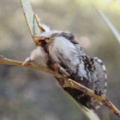 Porela delineata (Lined Porela) at Aranda, ACT - 7 Oct 2019 by CathB