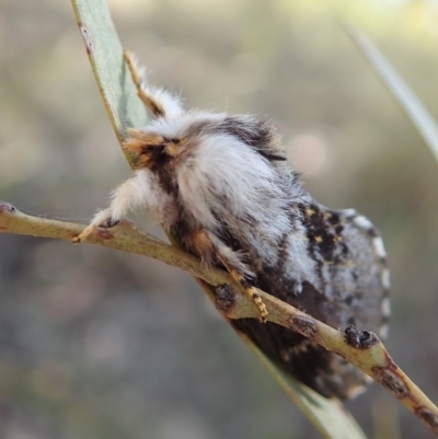 Porela delineata (Lined Porela) at Aranda Bushland - 7 Oct 2019 by CathB