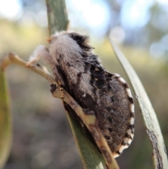 Porela delineata at Aranda, ACT - 7 Oct 2019