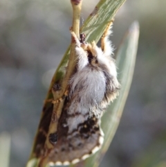 Porela delineata at Aranda, ACT - 7 Oct 2019