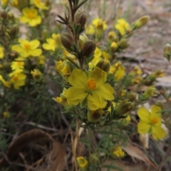 Hibbertia sp. (Guinea Flower) at Hall, ACT - 5 Oct 2019 by AndyRoo