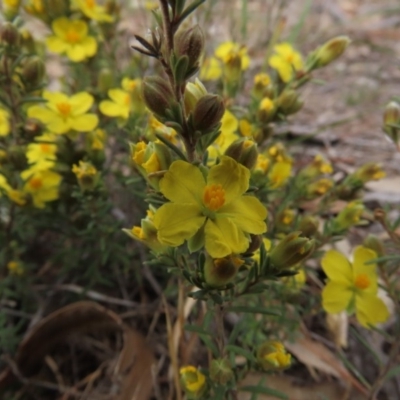 Hibbertia sp. (Guinea Flower) at Hall Cemetery - 5 Oct 2019 by AndrewZelnik