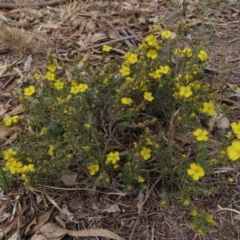 Hibbertia sp. at Hall, ACT - 5 Oct 2019 10:19 AM