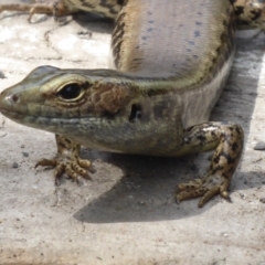 Eulamprus quoyii (Eastern Water Skink) at Shoalhaven Heads, NSW - 6 Oct 2019 by Christine