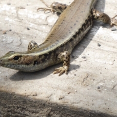 Eulamprus quoyii at Shoalhaven Heads, NSW - 6 Oct 2019 10:27 AM