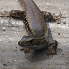 Eulamprus quoyii at Shoalhaven Heads, NSW - 6 Oct 2019 10:27 AM