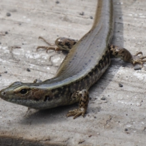 Eulamprus quoyii at Shoalhaven Heads, NSW - 6 Oct 2019 10:27 AM