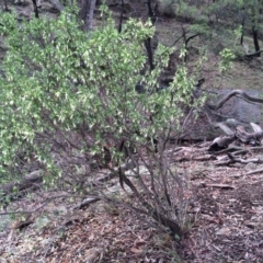 Styphelia triflora (Five-corners) at Mount Majura - 29 Mar 2014 by AaronClausen