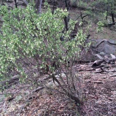 Styphelia triflora (Five-corners) at Mount Majura - 29 Mar 2014 by AaronClausen