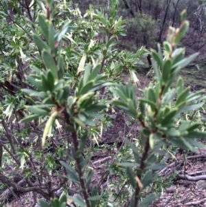 Styphelia triflora at Majura, ACT - 29 Mar 2014 11:16 AM