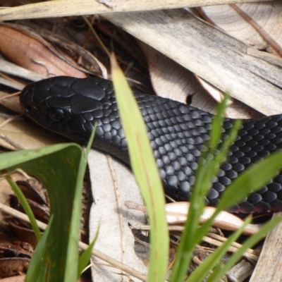 Pseudechis porphyriacus (Red-bellied Black Snake) at Shoalhaven Heads Bushcare - 6 Oct 2019 by Christine