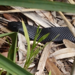 Pseudechis porphyriacus at Shoalhaven Heads, NSW - 6 Oct 2019