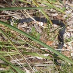 Pseudechis porphyriacus at Shoalhaven Heads, NSW - 6 Oct 2019