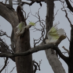 Cacatua galerita (Sulphur-crested Cockatoo) at Hall, ACT - 5 Oct 2019 by AndyRoo