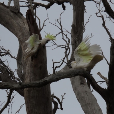 Cacatua galerita (Sulphur-crested Cockatoo) at Hall, ACT - 5 Oct 2019 by AndyRoo