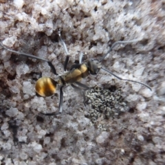 Polyrhachis ammon (Golden-spined Ant, Golden Ant) at Bomaderry Creek Regional Park - 6 Oct 2019 by Christine