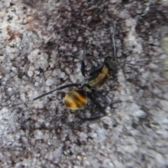 Polyrhachis ammon at Bomaderry Creek Regional Park - 6 Oct 2019