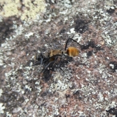 Polyrhachis ammon at Bomaderry Creek Regional Park - 6 Oct 2019