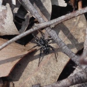 Nyssus albopunctatus at Bomaderry Creek Regional Park - 6 Oct 2019 01:33 PM