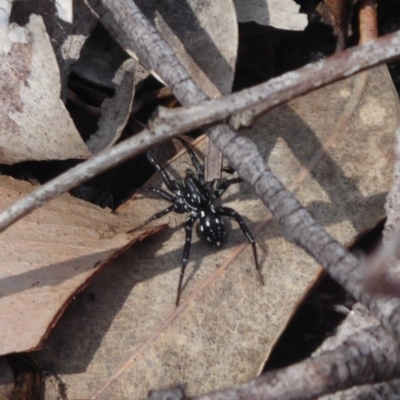 Nyssus albopunctatus (White-spotted swift spider) at Bomaderry, NSW - 6 Oct 2019 by Christine