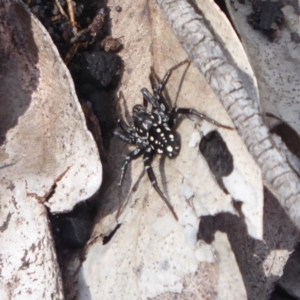 Nyssus albopunctatus at Bomaderry Creek Regional Park - 6 Oct 2019