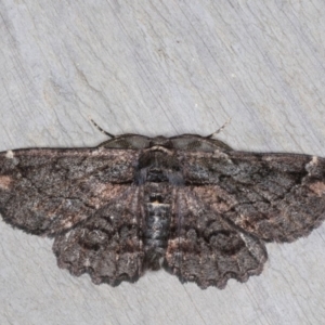 Pholodes sinistraria at Rosedale, NSW - 6 Oct 2019