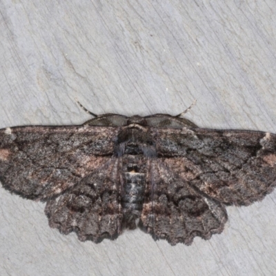 Pholodes sinistraria (Sinister or Frilled Bark Moth) at Rosedale, NSW - 6 Oct 2019 by jbromilow50