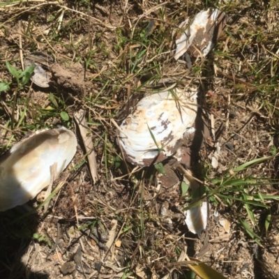 Hyriidae sp. (family) (Freshwater Mussels) at Mongarlowe River - 24 Sep 2019 by kieranh
