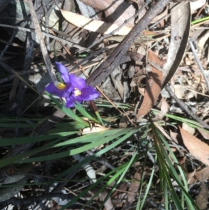 Patersonia sericea var. sericea at Budawang, NSW - 29 Sep 2019