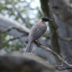 Philemon corniculatus (Noisy Friarbird) at Red Hill Nature Reserve - 6 Oct 2019 by kieranh
