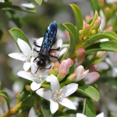 Austroscolia soror (Blue Flower Wasp) at ANBG - 1 Oct 2019 by TimL