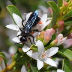 Austroscolia soror at Acton, ACT - 1 Oct 2019 12:09 PM