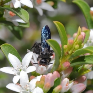 Austroscolia soror at Acton, ACT - 1 Oct 2019 12:09 PM