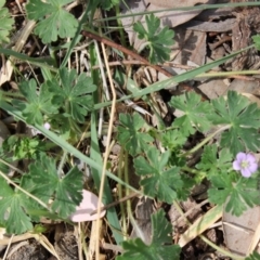 Geranium sp. (Geranium) at Red Hill Nature Reserve - 6 Oct 2019 by kieranh