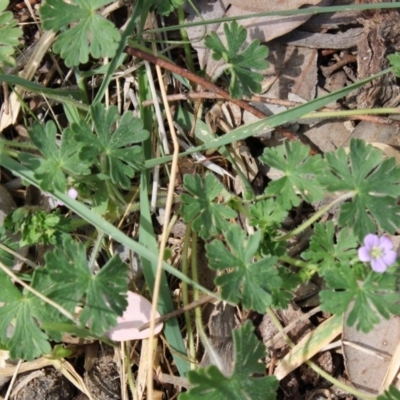 Geranium sp. (Geranium) at Deakin, ACT - 6 Oct 2019 by kieranh